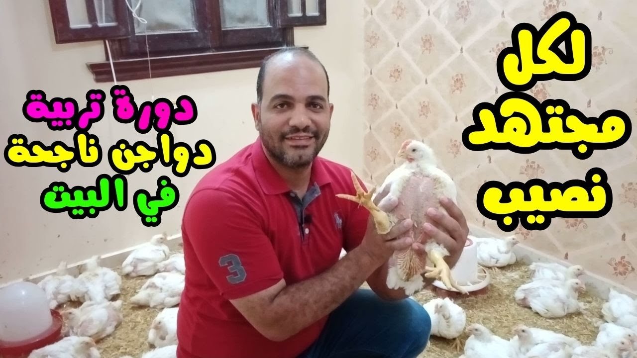 تربية الدواجن في البيت من الألف للياء إزاي طلعت فراخ بيضاء وزن 1.900 وعمر 29 يوم فقط مكسب 3000 جنية