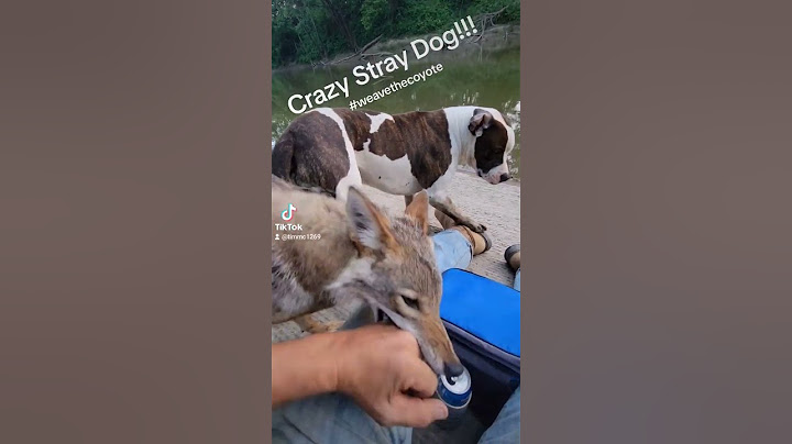 Stray Dog Attack! #pitbull #nature #coyote #duckholliday #weavethecoyote #river #fishing #fish #love
