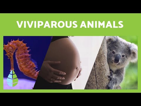 What are VIVIPAROUS ANIMALS 🐍 = 🧍 (Characteristics and examples)