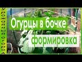 ВЫРАЩИВАНИЕ ОГУРЦОВ В БОЧКЕ!ПОДВЯЗКА И ФОРМИРОВКА!