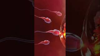 How a spermbot delivered sperm to human egg. #science #sperm #nanotechnology #anatomy #naruto