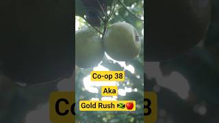 These Apples Weren't Supposed to Grow in Jamaica! #applefarming #miracle #patience #goldrush