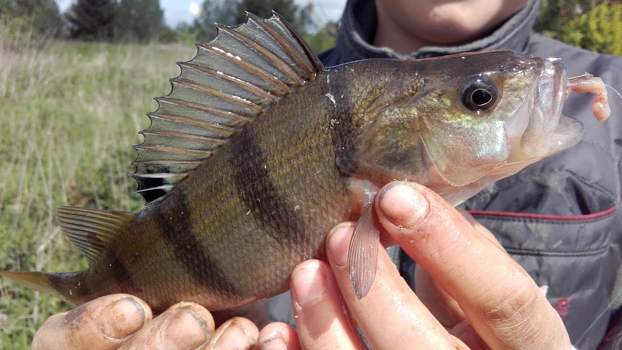 Kalendarz brań okonia