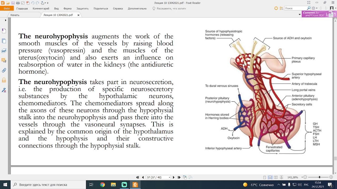 Столбовская_Ольга_Вениаминовна_Анатомия_11_24122021 - YouTube