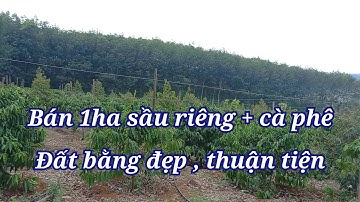101) bán 1ha cà phê xen sầu riêng gần trung tâm giá 1 tỷ 250 triệu lh 0969780789