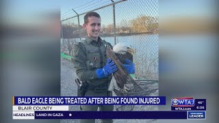 PHOTOS: Electrocuted eagle rescued in Blair County