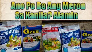 Ano Po Ba Ang Meron Sa Kanila? Sabay Sabay Po Nating Alamin.