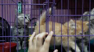 Persian Kitten For Sale Manila Philippines only by Shaila Ponce 12,832 views 4 years ago 53 seconds
