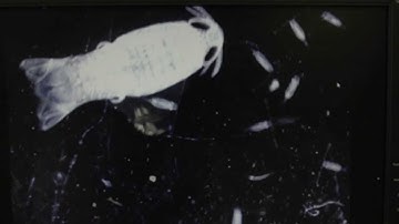 Tack Faculty Lecture Series: Deborah Steinberg (Promo 3)