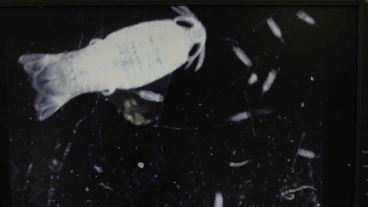 Tack Faculty Lecture Series: Deborah Steinberg (Promo 3)