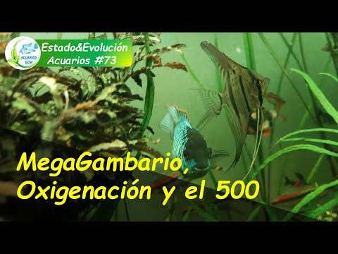 EVOLUTION OF MY PLANTED TANKS#73: A Mega Shrimp Tank, Oxygenation in Tank & my 500 Liters