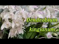 Dendrobium kingianum. Описания и уход.