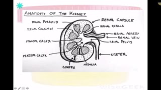 Urinary Anatomy of the Dog and Cat (VETERINARY TECHNICIAN EDUCATIONAL VIDEO)