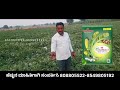 Soil Multiplier | ಬಳಸಿ ಕಲ್ಲಂಗಡಿ ಬೆಳೆದ ರೈತ 🍉 | ಹೆಚ್ಚಿನ ಉತ್ಪಾದನೆ ರಹಸ್ಯ #soilmultiplier