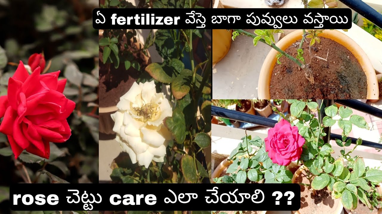rose plants care and tips ఏ fertilizer వేస్తె బాగా flowers వస్తాయి