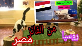 توقعات القط اخيل والقرد سبارتاك مباراة مصر وروسيا من الفائز.....!!؟؟