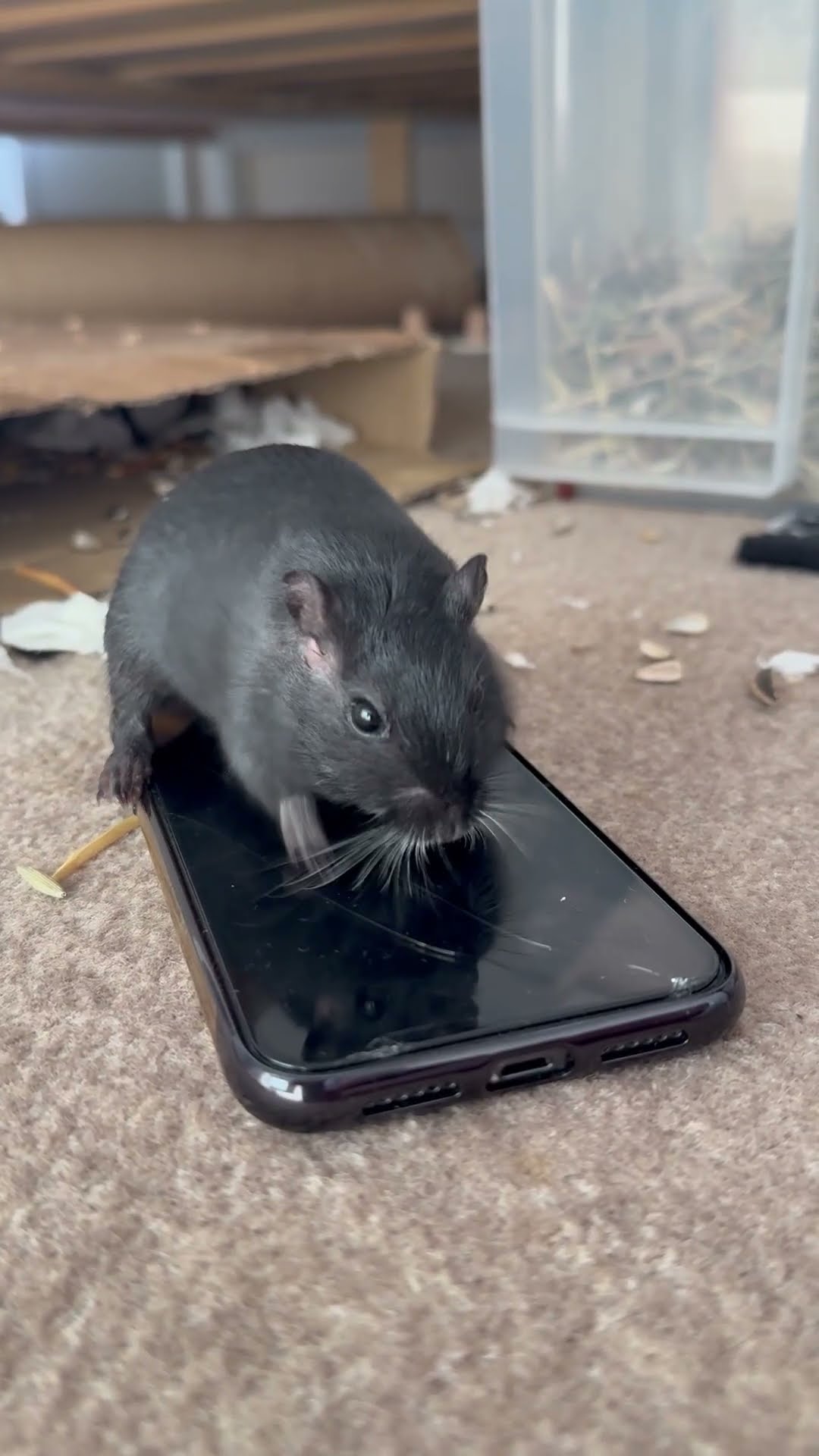 Mongolian Gerbil Writes His Christmas List || ViralHog