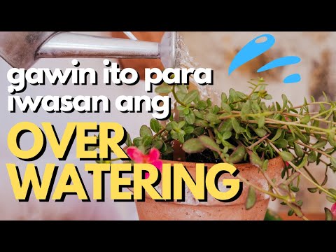 TAMANG PAG-DIDILIG NG HALAMAN | How to Avoid Over and Under Watering!