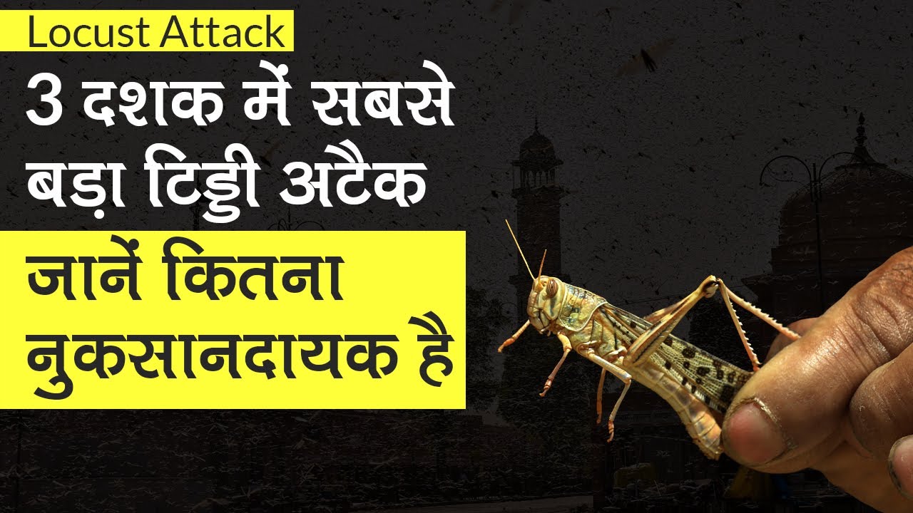 Locust Attack: भारत में बढ़ा टिड्डी का खतरा, जानें कितनी नुकसानदायक हैं