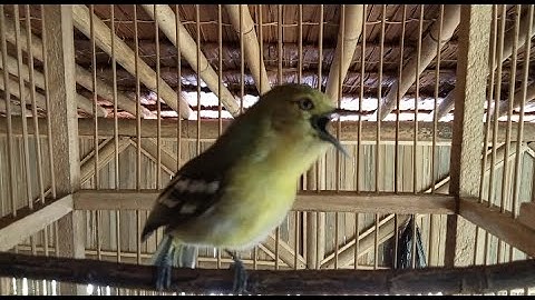 SIRTU/CIPOH GACOR MEMBUAT EMOSI SEMUA LAWAN DAN SIRTU HUTAN LANGSUNG NYERANG