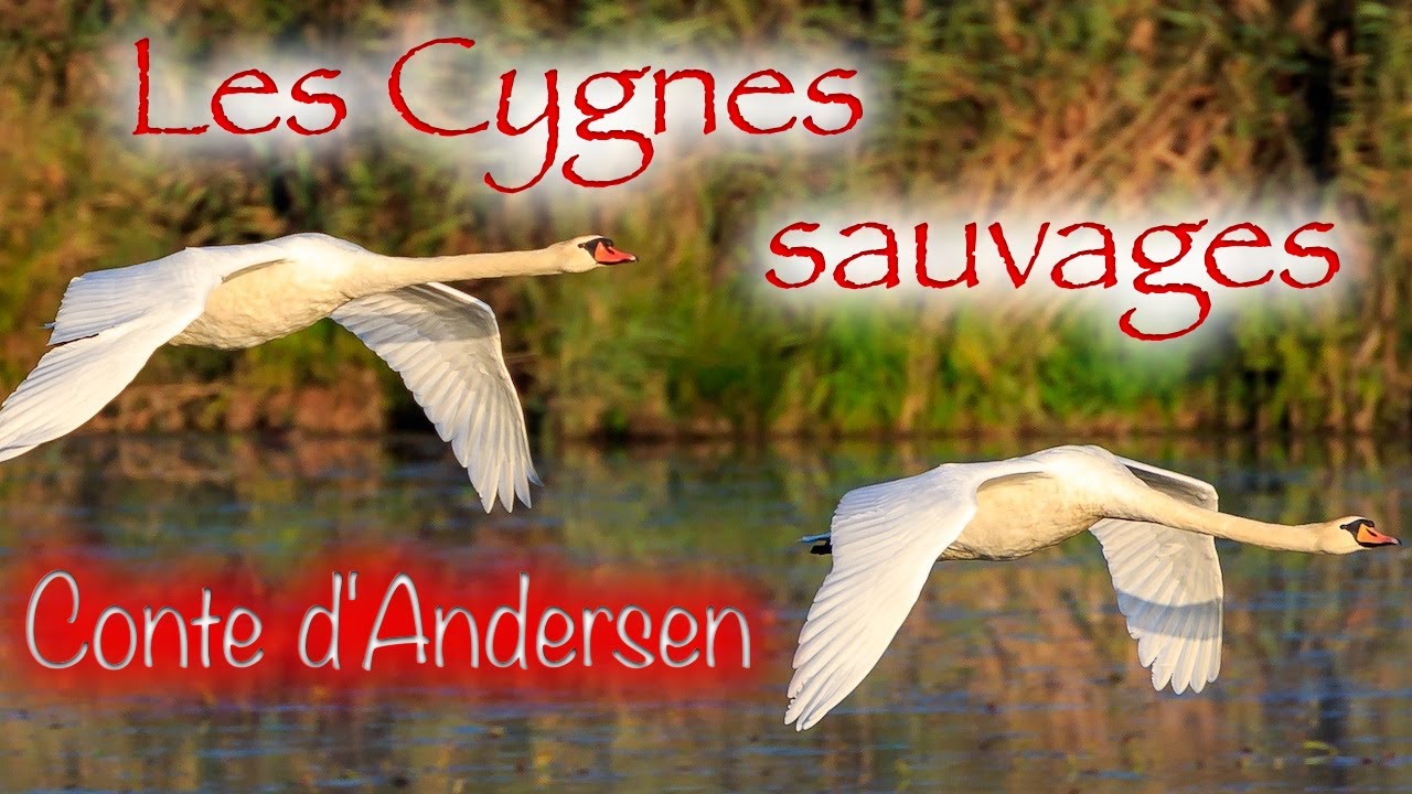 Livre audio : Les Cygnes sauvages, conte d'Andersen