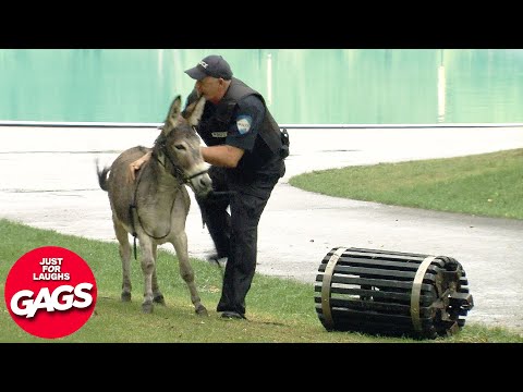 Best Of Wild Animal Pranks 2023 | Just For Laughs Gags