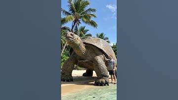Thumbnail of The Day I Met the World's Largest Turtle – You Won’t Believe Its Size!