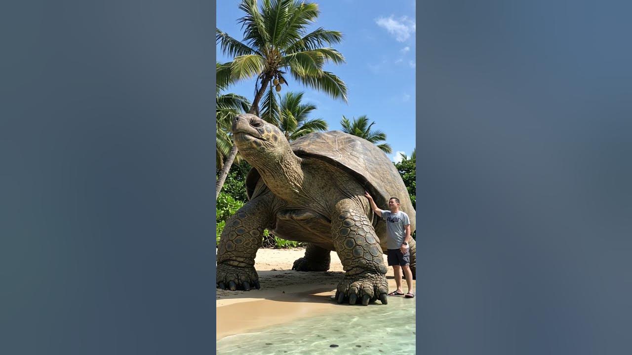 The Day I Met the World's Largest Turtle – You Won’t Believe Its Size!