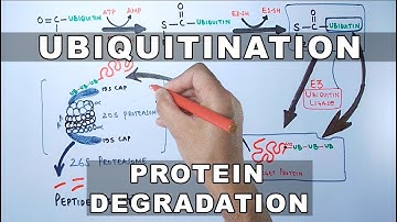 Ubiquitination of Proteins and Protein Degradation