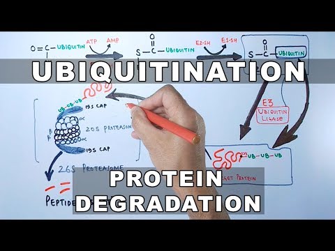 Video: Vad betyder ubiquitination?