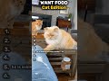 RANKING the FUNNIEST cat MOMENTS #trending #funny #catmemes