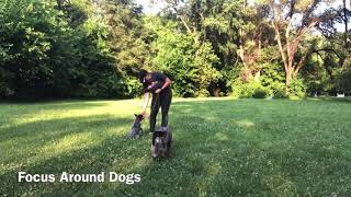 Amazing Cattle Dog Puppy!! Look at Those Recalls 😍 by Kentucky Dog Training 90 views 3 years ago 4 minutes, 34 seconds