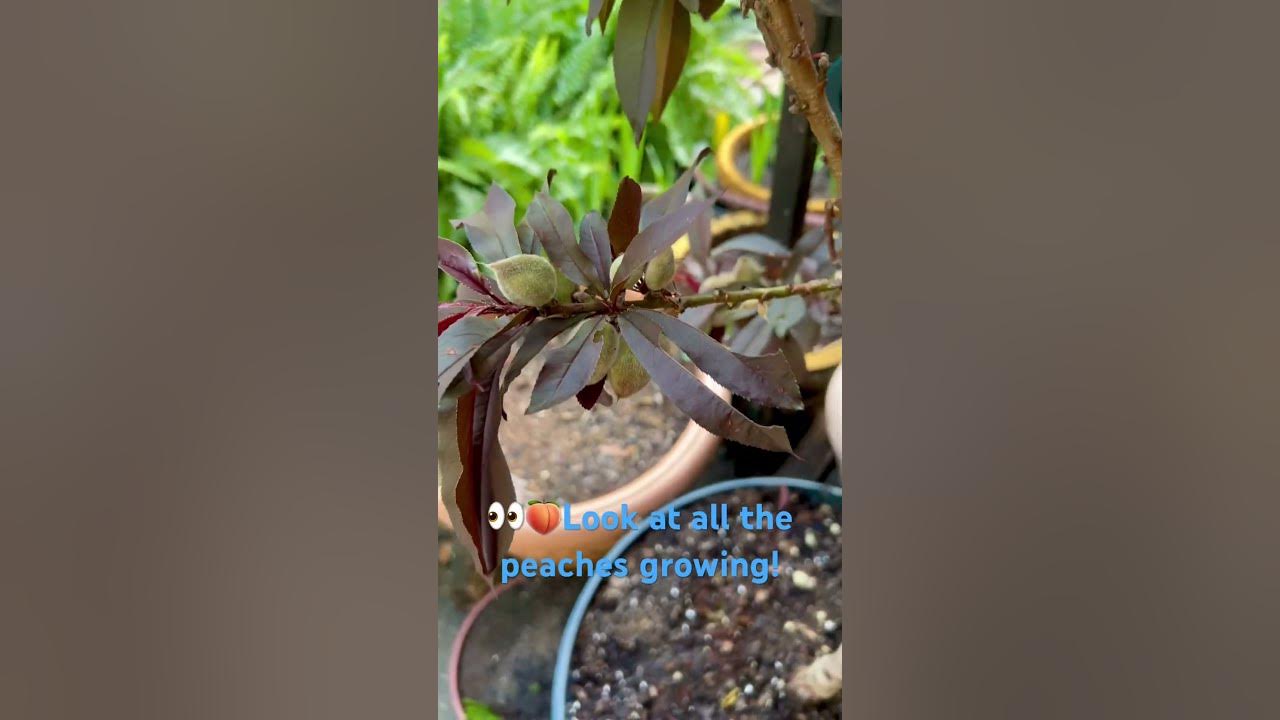 🍑From Peach Blossom to Sweet Fruit on a Tree! 🙌🏼🌳 - YouTube