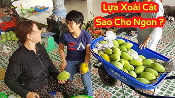 Cách phân biệt Xoài Cát Hòa Lộc Ngon Tại Vườn tết 2020 | Lường Hữu Kiên