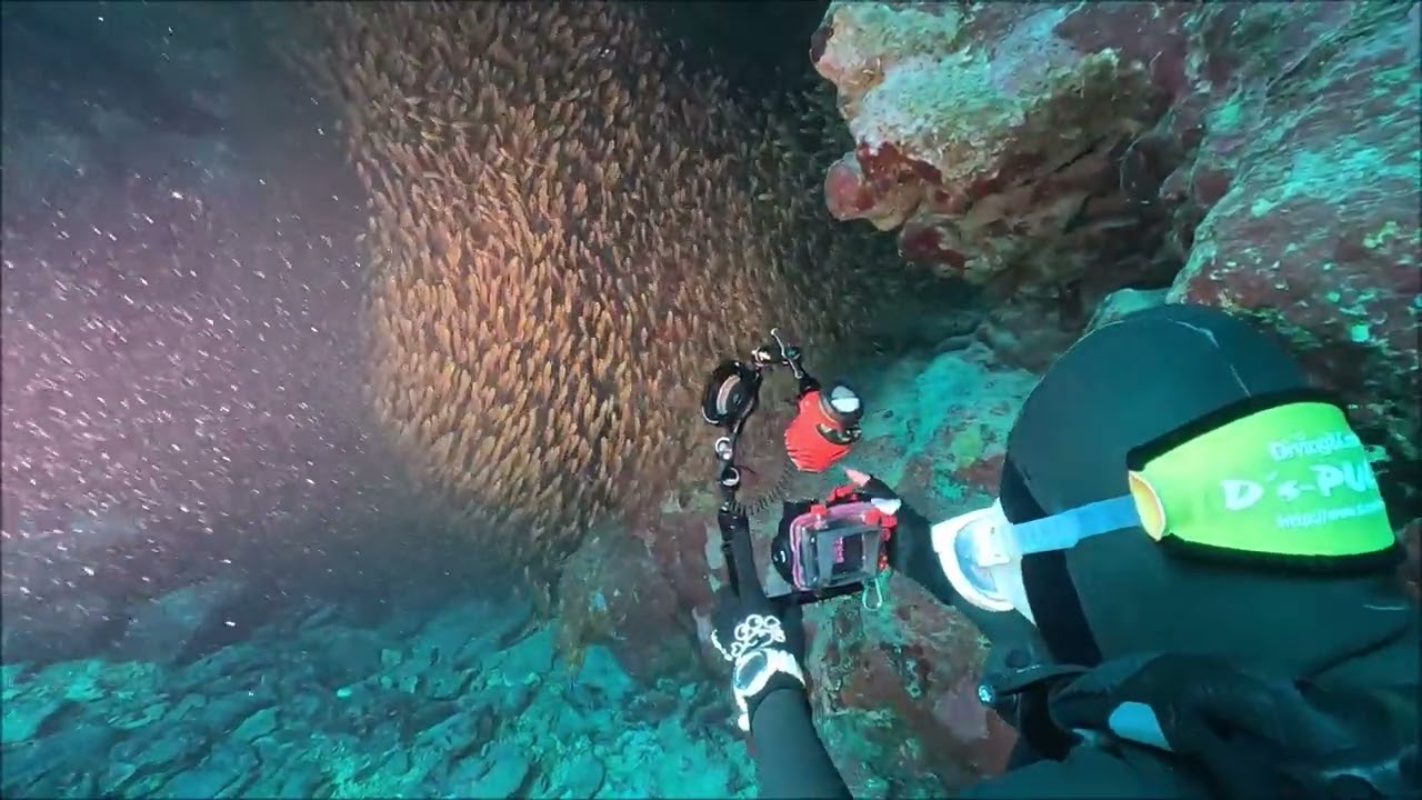 キンメモドキ群れ！野原ケーブ