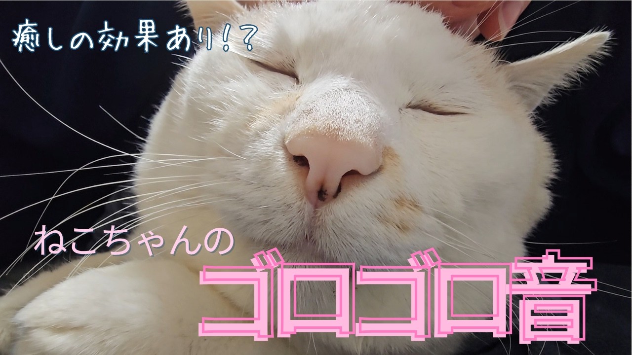癒しBGM⁉副作用のない天然の薬⁉驚きの効果がたくさんの猫ちゃんのゴロゴロ音！【保護猫ほっぺたろう】