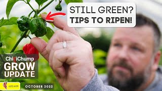 How to Ripen Chillies at End of Season. Chilli Grow Update (2022e09)