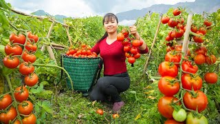 Harvesting A Lot Of Tomato Goes to market sell  Tomato and vegetable hot pot | New Free Bushcraft