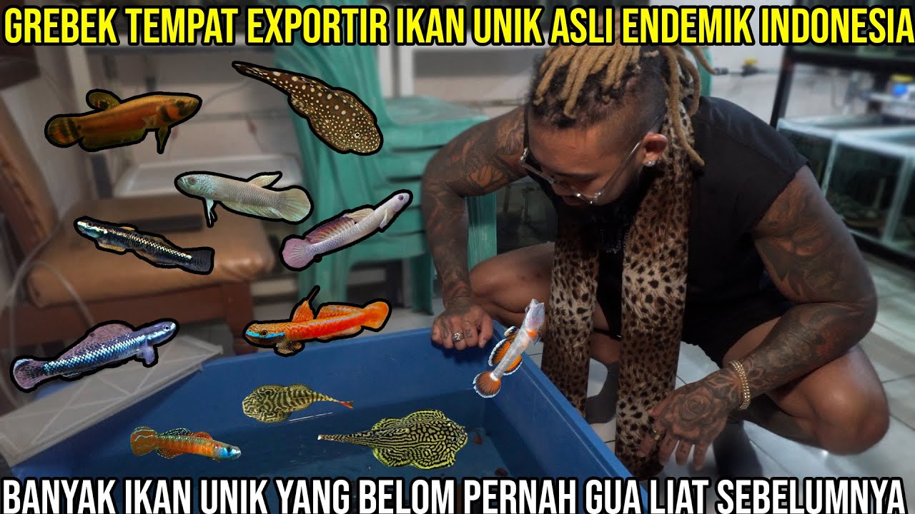 GREBEK TEMPAT EXPORTIR IKAN UNIK ASLI ENDEMIK INDONESIA BANYAK IKAN UNIK YANG BELOM PERNAH GUA LIAT