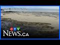 Millions of herring eggs on Vancouver Island beach