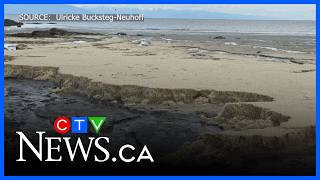 Millions Of Herring Eggs On Vancouver Island Beach