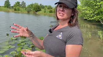 Habitat Hints: Water Celery