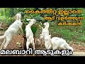കൈത്തീറ്റ ഇല്ലാതെ ആട് വളർത്താം|low cost goat farming