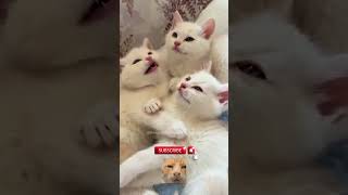 #cats of tumblr #cat #cats #kitty #animals #cute c 8 screenshot 5