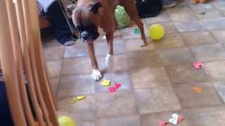 Boxer vs 50 Balloons