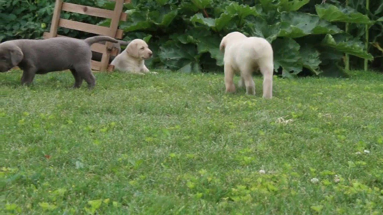 Labrador Puppies For Sale - YouTube
