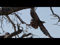 Tawny Eagle takeoff with an Impala leg dangling in flight.