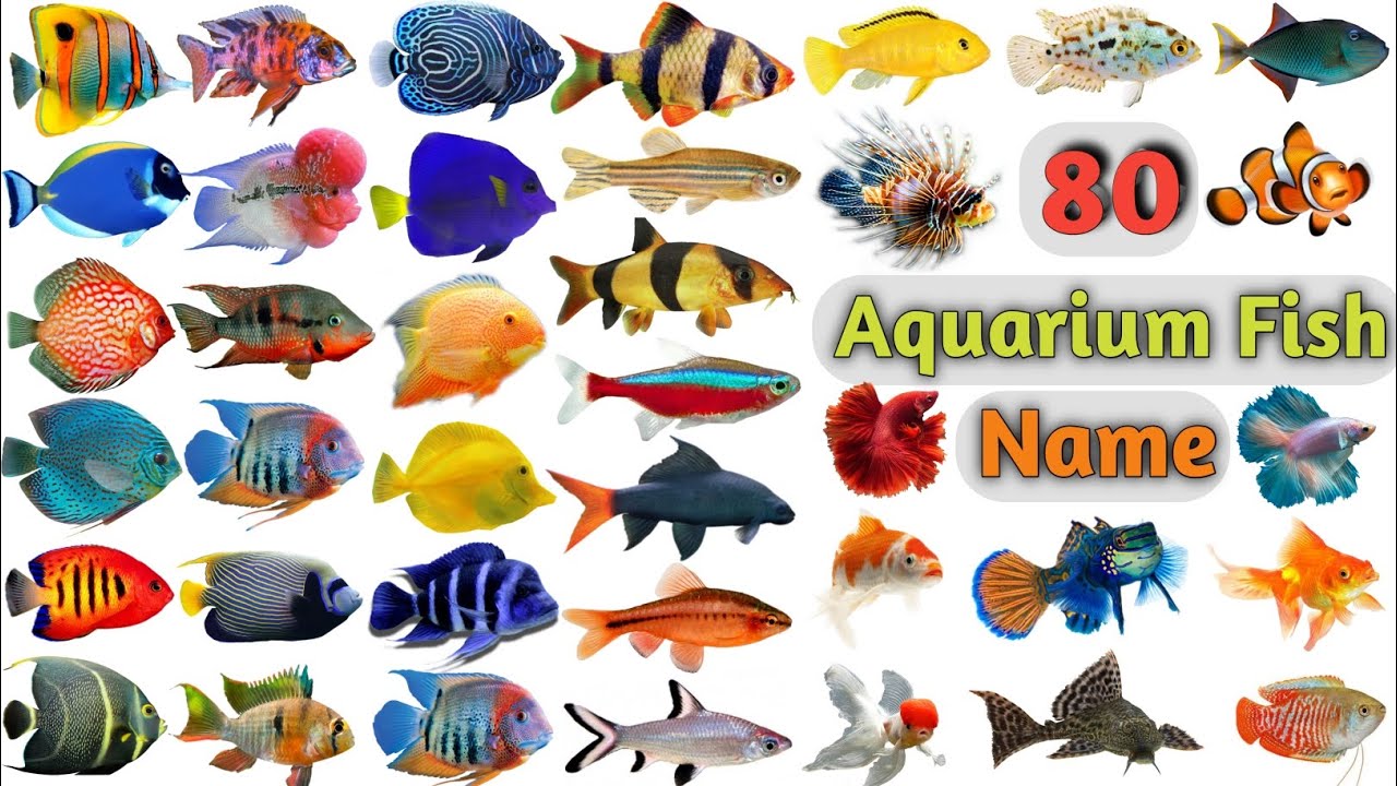 Aquarium Fish Vocabulary ll About 80 Aquarium Fishes Name In