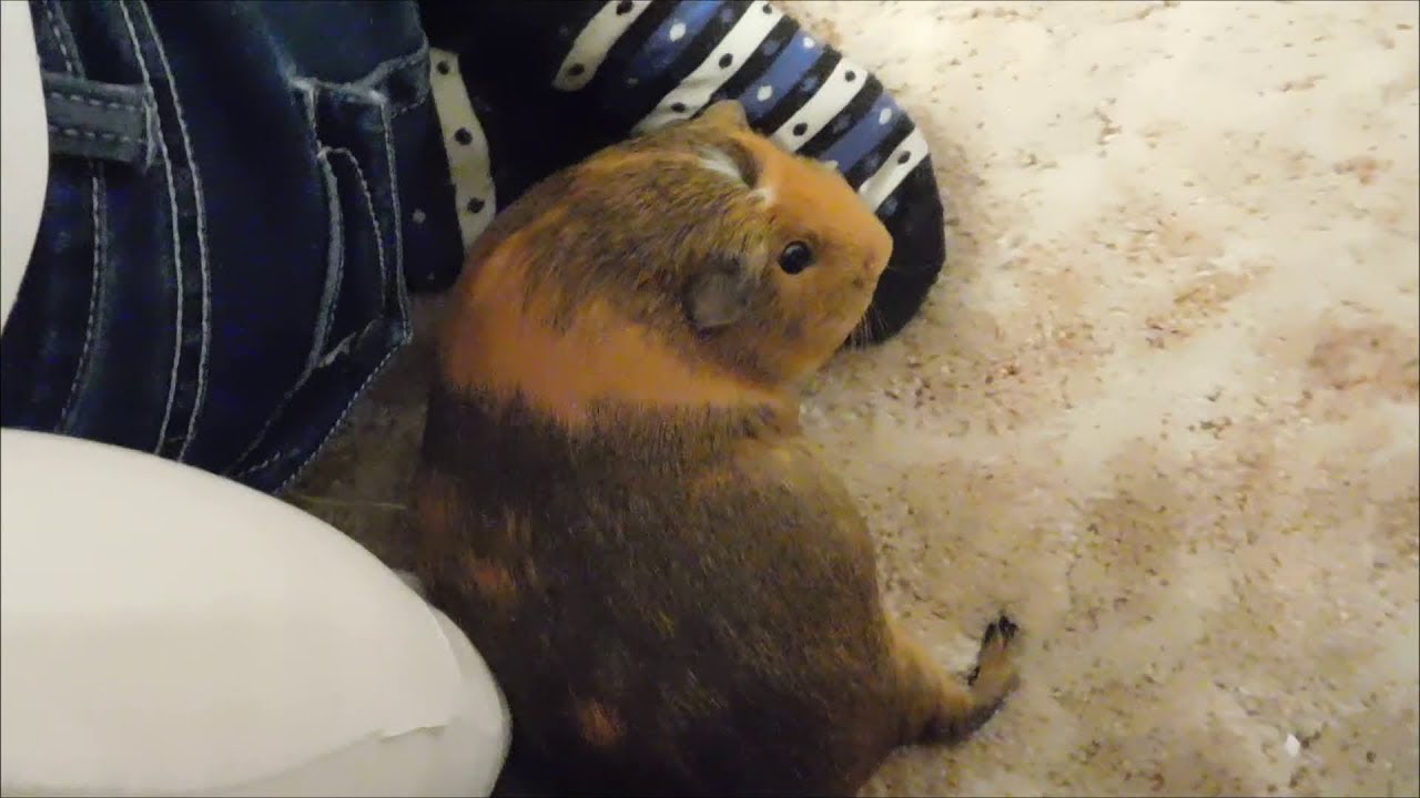 Guinea Pig Cuddles With Lil Momma! (SO CUTE!) YouTube