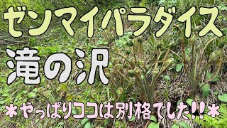 Vol.27 ゼンマイパラダイス〜滝の沢ルート〜